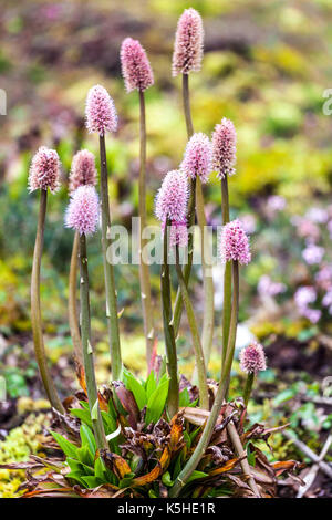 Helonias bullata, Swamp Pink est une vivace herbacée rhizomateuse rare Banque D'Images