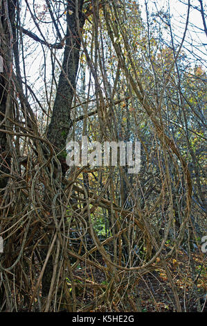 Les tiges ligneuses de clematis vitalba, le voyageur a la 'joy' ou 'old man's beard", la famille ranunculaceae, dans les montagnes aurunci, esperia, italie Banque D'Images