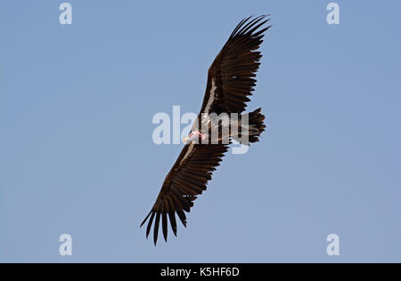 Coprin micacé en vol. prises dans le secteur ouest de l'Etosha National Park, Namibie Banque D'Images