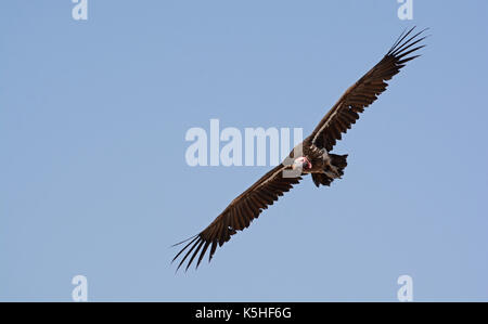 Coprin micacé en vol. prises dans le secteur ouest de l'Etosha National Park, Namibie Banque D'Images