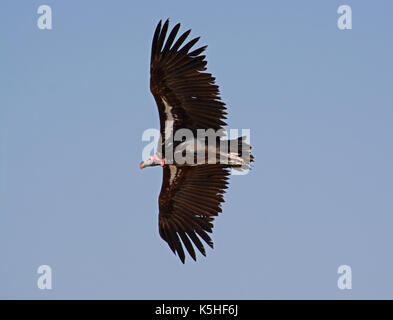 Coprin micacé en vol. prises dans le secteur ouest de l'Etosha National Park, Namibie Banque D'Images