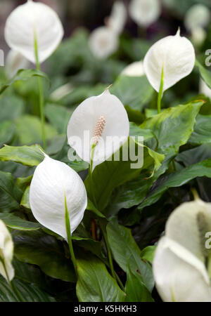 , Zantedeschia aethiopica zantedeschia - South African plant largement cultivé pour ses spathes blanc pur voyante et spadice jaune Banque D'Images