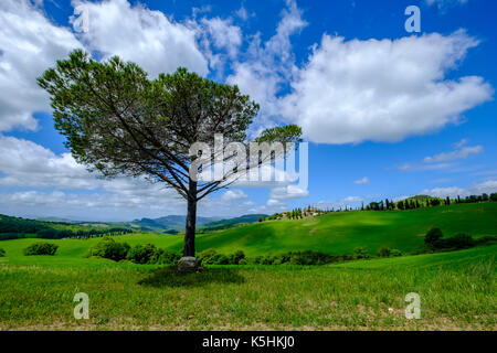 Tuscanian typique paysage avec une ferme située sur une colline, cyprès, pin, champs verts et ciel nuageux Banque D'Images