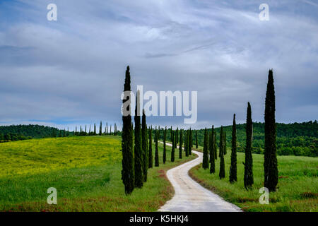 Paysage typique avec un tuscanian cypress avenue menant au sommet d'une colline Banque D'Images