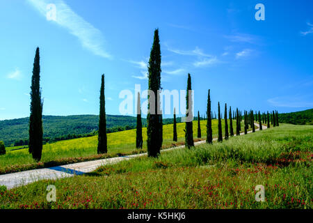 Paysage typique avec un tuscanian cypress avenue menant au sommet d'une colline Banque D'Images