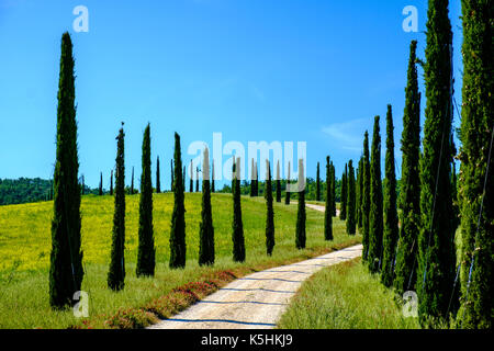 Paysage typique avec un tuscanian cypress avenue menant au sommet d'une colline Banque D'Images