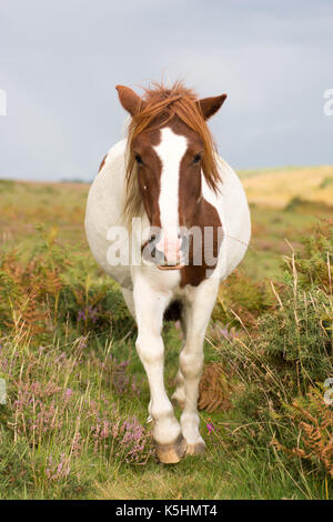 Pourquoi le visage long ? Une pinto brown et blanc New Forest pony à marcher vers moi. Banque D'Images