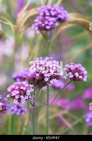 Verbena bonariensis fleurs à la fin de l'été. Banque D'Images