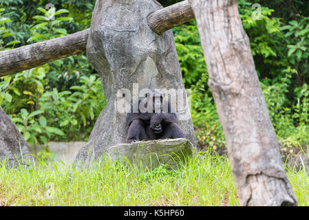 Monkey s'asseoir sur la roche au zoo du singe, avec la face plate Banque D'Images