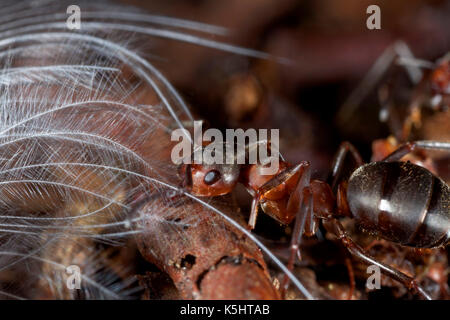 Close-up de la fourmi rouge, formica rufa Banque D'Images