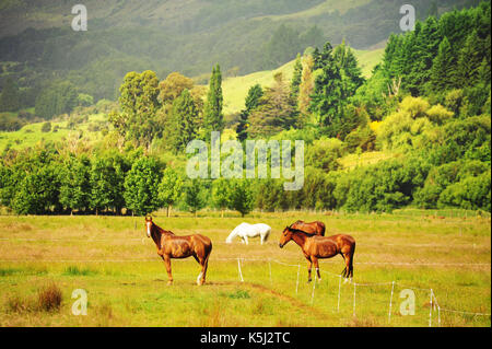 Beau matin à glenorchy, certains chevaux sur meadow, Queenstown, île du Sud, Nouvelle-Zélande. Banque D'Images