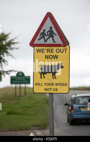 Les avis informant les automobilistes que les bovins ar maintenant hors et sur pâturage commun minchinhampton gloucestershire Angleterre Royaume-Uni. août 2017 Banque D'Images