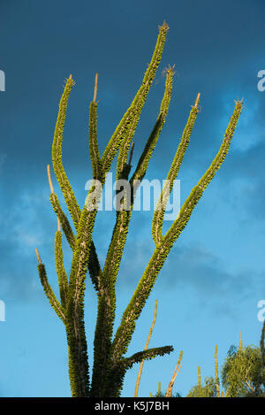 Arbre pieuvre, Didieracae fam., dans la Forêt épineuse, River Camp Mandraré, Ifotaka forêt communautaire, Madagascar Banque D'Images