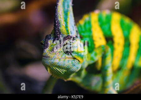 Close up veiled chameleon chamaeleo calyptratus ou