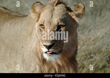 Un portrait d'un mâle sub-adulte lion, prises dans le delta de l'Okavango, au Botswana Banque D'Images