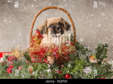 Tan et mignon chiot noir en scène de Noël Banque D'Images