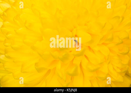 Close up de la chambre jaune fleur : aster avec pétales jaunes et coeur jaune pour le fond ou la texture Banque D'Images