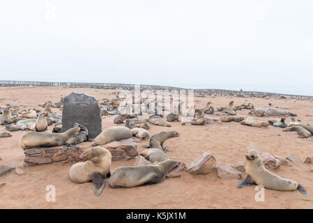 Cape Cross, la Namibie - le 29 juin 2017 : des phoques à fourrure du Cap, Arctocephalus pusillus, sur un monument à la colonie de phoques de cape cross sur la côte des squelettes de n Banque D'Images