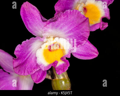 Superbe fleur d'Orchidée dendrobium, sourire élégant 'red'écusson, avec magenta vif / violet et pétales centre jaune et blanc sur fond noir Banque D'Images