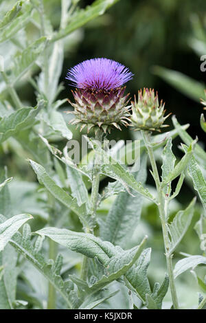 Chardon d'artichaut, le cardon Cynara cardunculus, poussant dans un jardin Banque D'Images