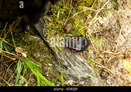 Big beetle avec des cornes. Insecte dans la nature. Lucanus cervus. Banque D'Images