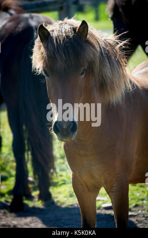 Un portrait d'une jeune pouliche cheval islandais Banque D'Images