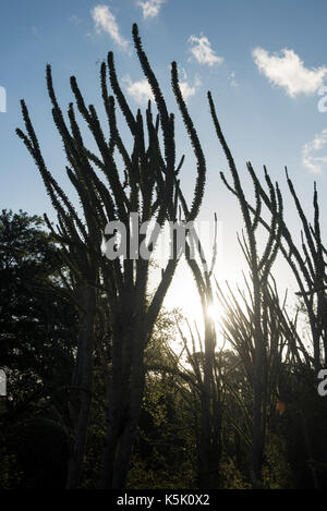 Arbres pieuvres, Didieracae fam., dans la Forêt épineuse, River Camp Mandraré, Ifotaka forêt communautaire, Madagascar Banque D'Images