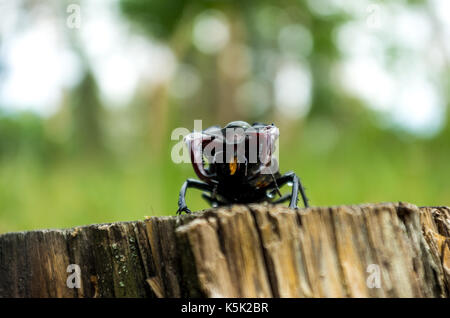 Espèces de coléoptères de la rosacée. Lucanus cervus dans la nature. Banque D'Images