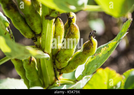 La fève (Vicia faba, févettes) pods sur tiges en août, UK Banque D'Images