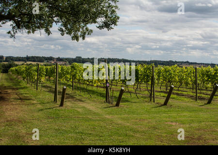 Belle vigne de raisin dans Vineyard Northamptonshire Angleterre Banque D'Images