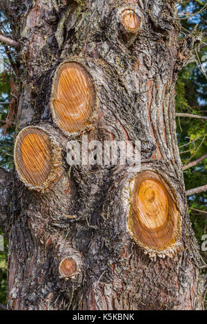 Cupressus tronc d'arbre avec des branches coupées. Banque D'Images