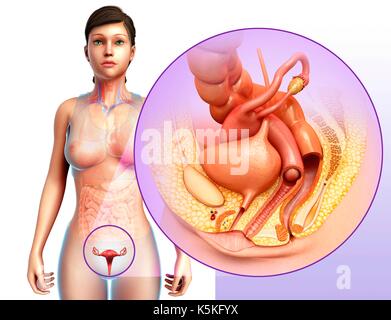 Illustration de l'appareil reproducteur féminin et urinaire. Banque D'Images