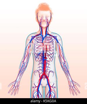 Illustration d'un système circulatoire de l'enfant. Banque D'Images