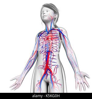 Illustration d'un système circulatoire de l'enfant. Banque D'Images