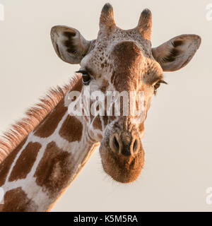 Giraffe réticulée, lewa wildlife conservancy, Kenya Banque D'Images