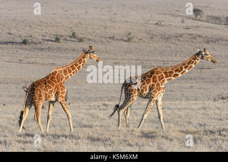 Giraffe réticulée de disparition sur la plaine de la lewa wildlife conservancy, Kenya Banque D'Images