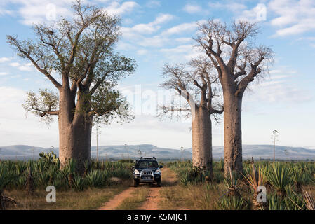 Baobabs, River Camp Mandraré, Ifotaka forêt communautaire, Madagascar Banque D'Images