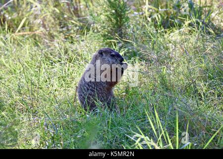 Marmotte (Marmota monax) debout sur ses pattes de manger Banque D'Images