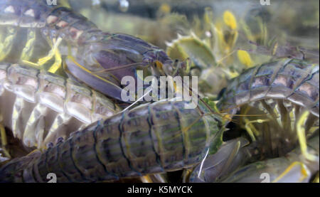 Le Mantis crevettes pêchées au poisson du marché en Chine humide de Sai Kung Hong Kong Banque D'Images