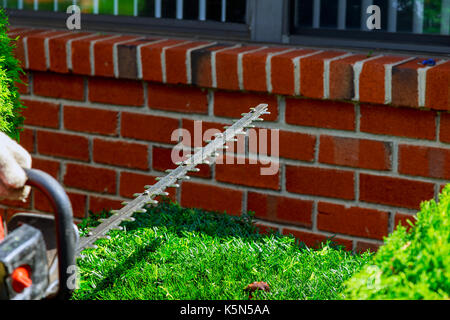 Le taillage de haie, travaille dans un jardin. Avec un jardin jardinier professionnel outils au travail de plantation de verdure. Banque D'Images