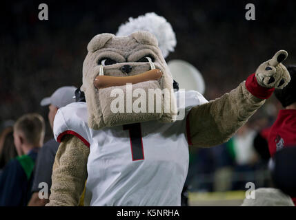 South Bend, Indiana, USA. 09Th Sep 2017. La Géorgie mascot effectue au cours de NCAA football action de jeu entre la Géorgie et les Bulldogs Notre Dame Fighting Irish de Notre Dame Stadium à South Bend, Indiana. La Géorgie a défait Notre Dame 20-19. John Mersits/CSM/Alamy Live News Banque D'Images