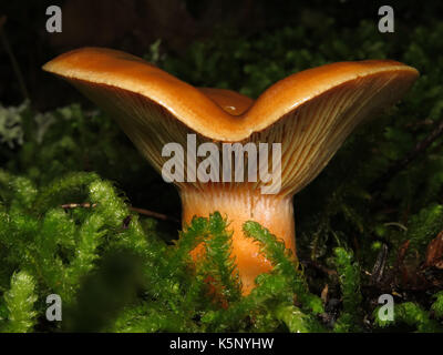 Champignons sauvages comestibles Lactarius deliciosus (lait safrané ou PAC) champignons de pin rouge de plus en plus charmante en octobre dans la forêt nationale de Wenatchee, WASHINGTON, États-Unis Banque D'Images