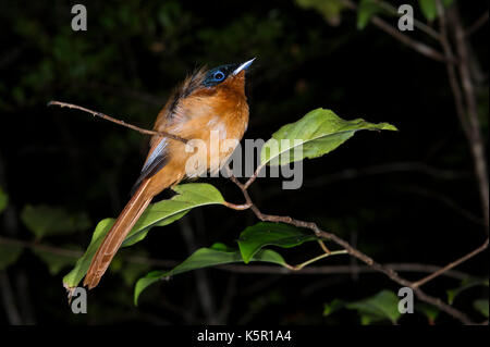 Madagascar paradise flycatcher, Terpsiphone mutata, Manafiafy Beach et Rainforest Lodge, Sainte Luce Bay, Madagascar Banque D'Images