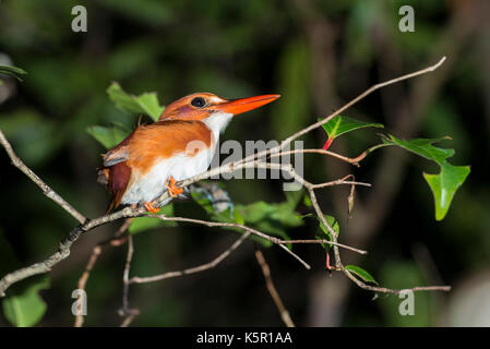 Madagascar, Kingfisher pygmée Corythornis madagascariensis, Manafiafy Beach et Rainforest Lodge, Sainte Luce Bay, Madagascar Banque D'Images