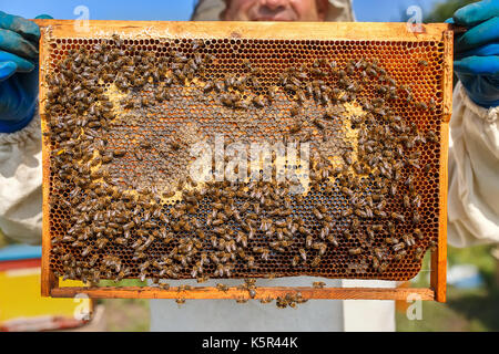 Libre pleine de nid d'abeilles et du miel. apiculteur de vêtements de protection du châssis en nid d'inspection à la récolte du miel l'apiculteur rucher. Banque D'Images
