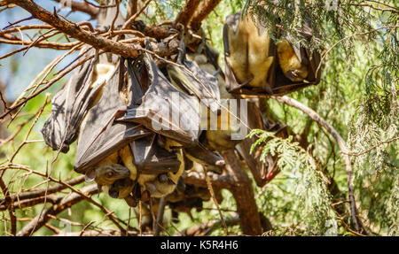 Bat hanging on tree branch Banque D'Images