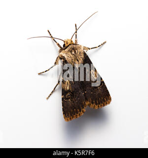 En forme de papillon, de navette dart Agrotis puta, sur un fond blanc Banque D'Images