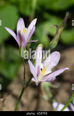 Fleurs rose pâle du petit, robuste, à floraison d'été, l'ampoule Brodiaea californica Banque D'Images