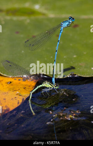 Danselfly mâle bleu azure, Coenagrion puella, fermoirs forme verte femelle pendant la ponte dans un pool Banque D'Images
