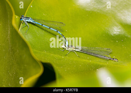 Danselfly mâle bleu azure, Coenagrion puella, fermoirs forme verte femme dans le cadre de rituels d'accouplement Banque D'Images